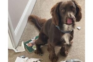 Ralph destruiu o livro