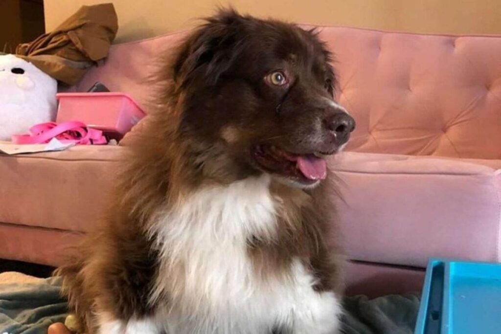 TikTok de Ashton que viralizou com milhões de visualizações