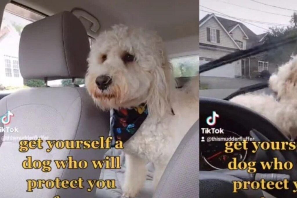 O cachorro não pensou duas vezes ao atacar o para-brisas!