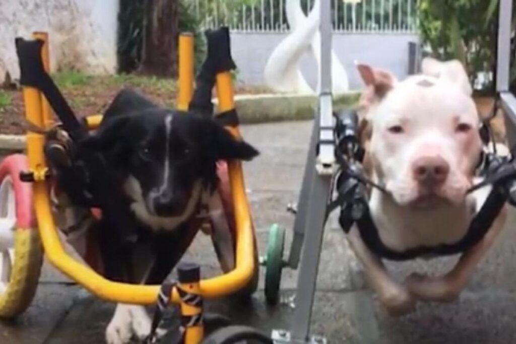 Mickey e Costelinha viraram melhores amigos