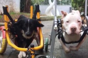 Mickey e Costelinha viraram melhores amigos