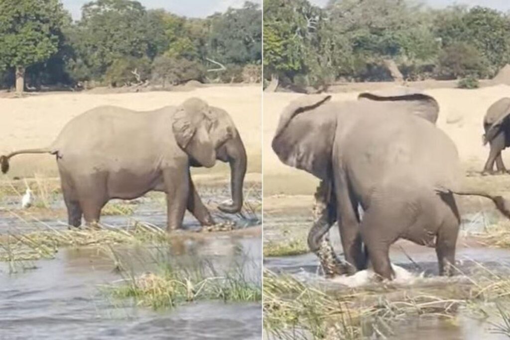 O elefante pisou no crocodilo para salvar os filhotes