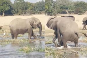 O elefante pisou no crocodilo para salvar os filhotes