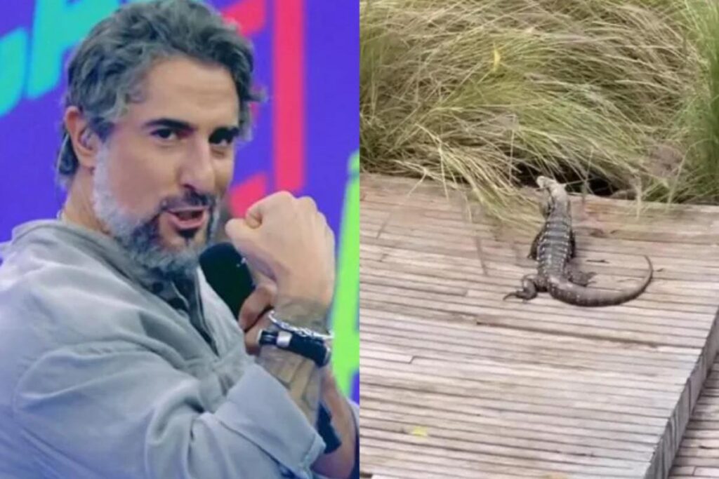 O jacaré entrou na parte externa da casa de Marcos Mion
