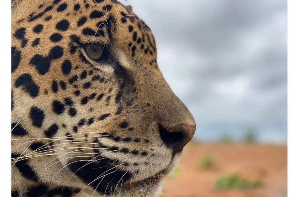 Parecia um gato gigante!