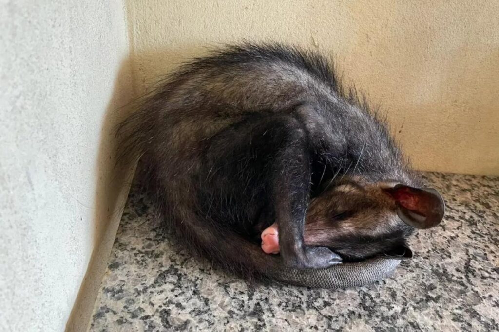 A gambá procurou refugio para cuidar dos bebês