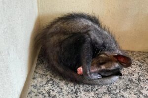 A gambá procurou refugio para cuidar dos bebês