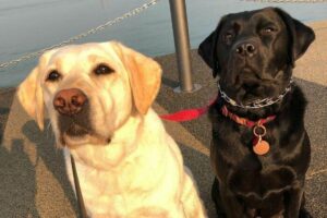 Lily ao lado de Bidget e Kinley