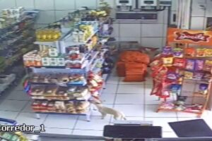 Cadela rouba pão em açougue
