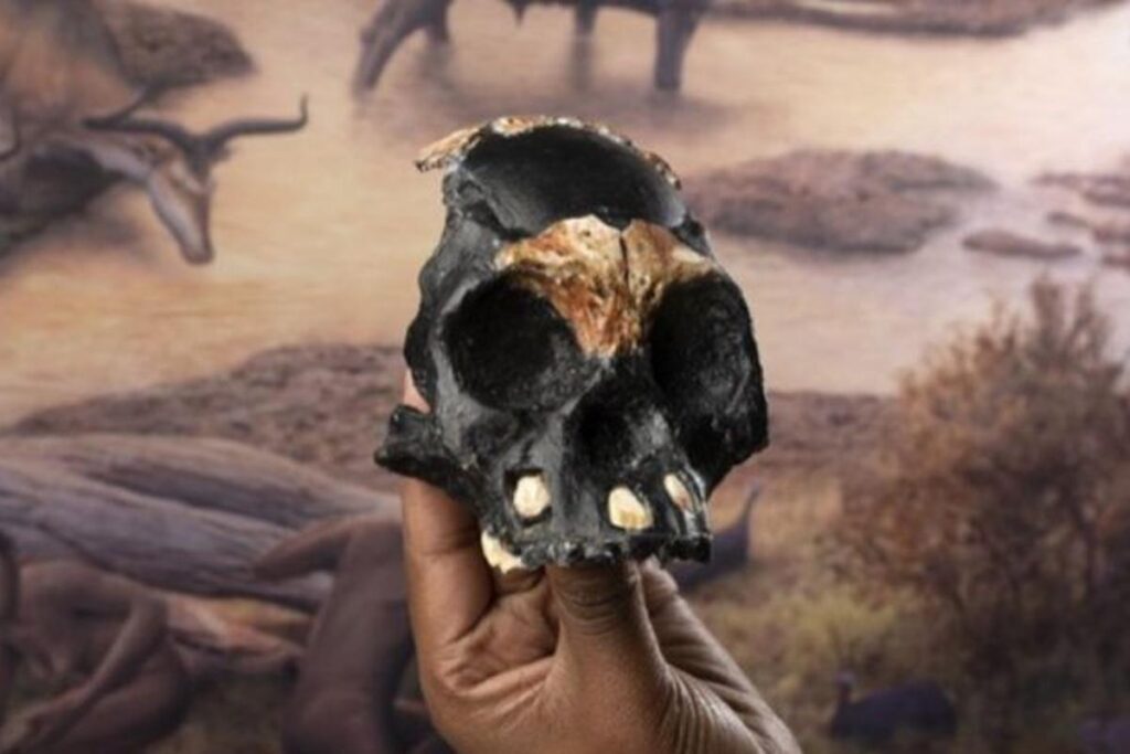 Fóssil de criança foi encontrado na África do Sul