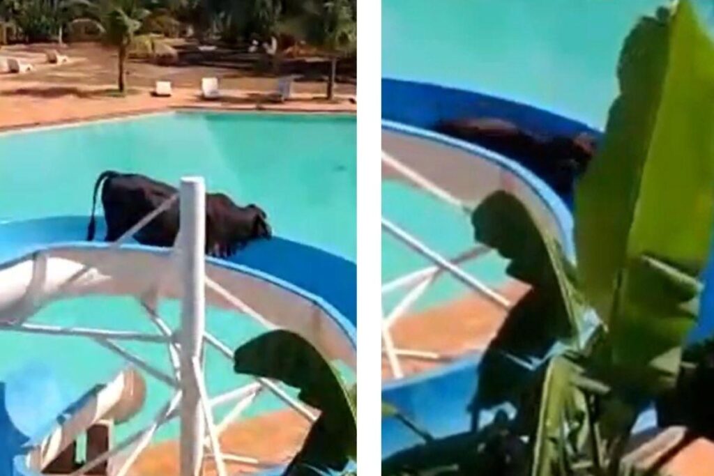 Vídeo mostra vaca escorregando em toboágua em clube no interior de SP