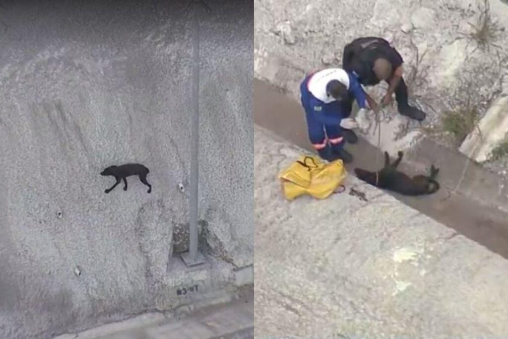 Cachorros invadem Ponte Niterói