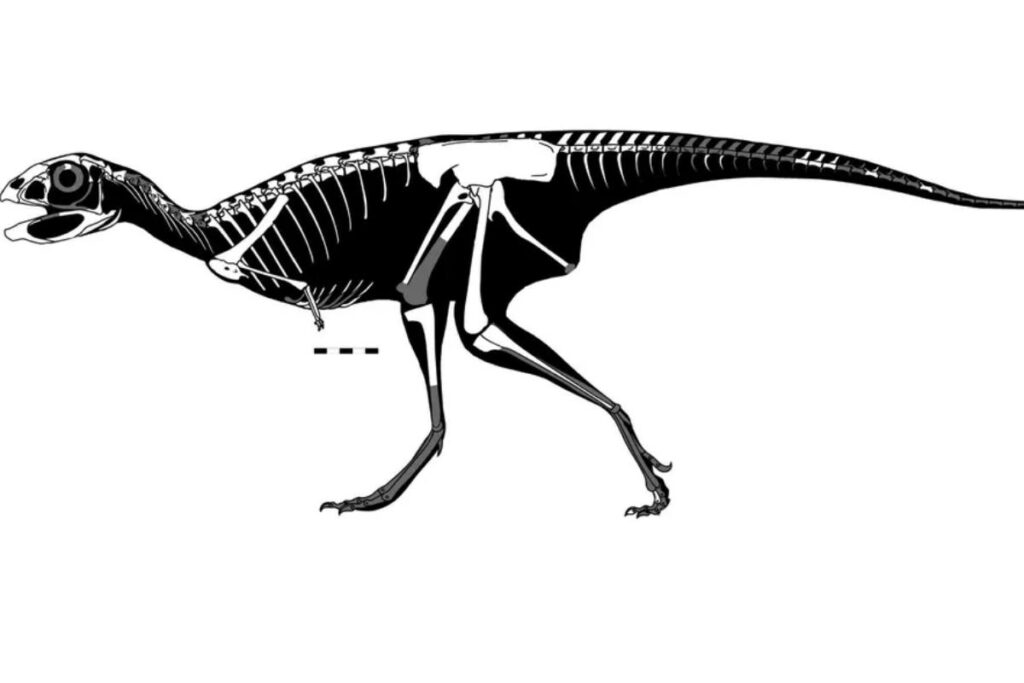 A descoberta sobre a Berthasaura Leopoldinae foi divulgada nas redes sociais do Museu Nacional