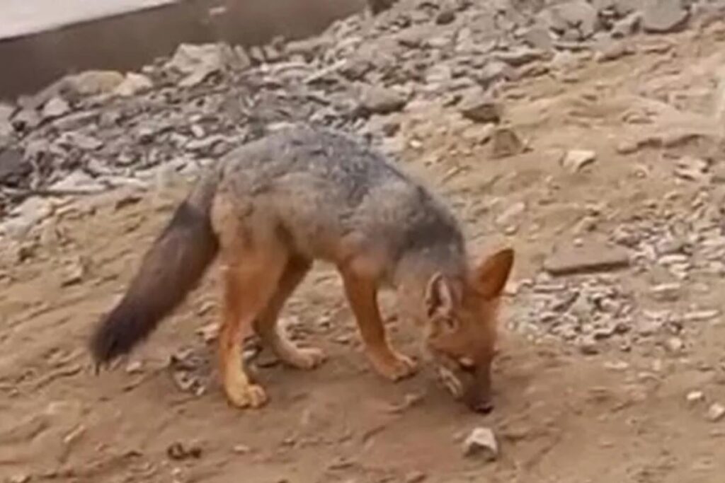 A raposa foi comprada pela família que acreditou se tratar de um cachorro filhote