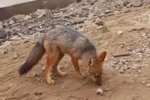 A raposa foi comprada pela família que acreditou se tratar de um cachorro filhote