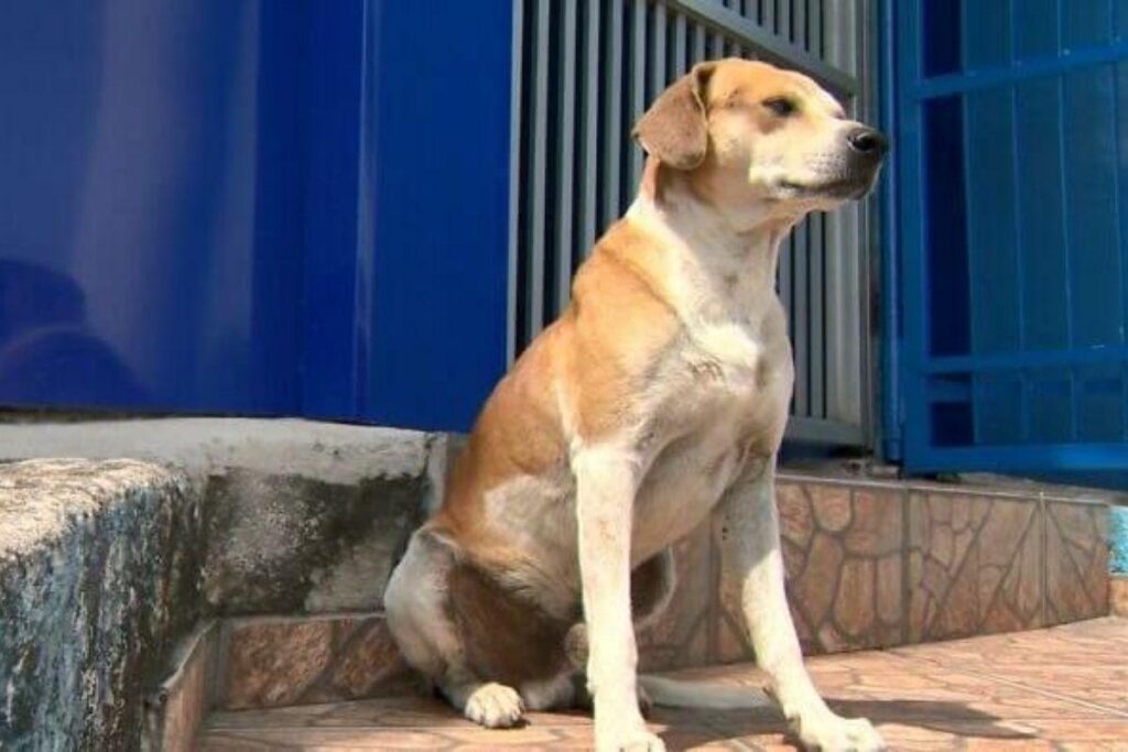 Cachorro espera o nascimento dos filhotes