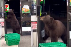 Um urso fez sucesso nas redes sociais ao aparecer passando álcool gel dentro de uma loja