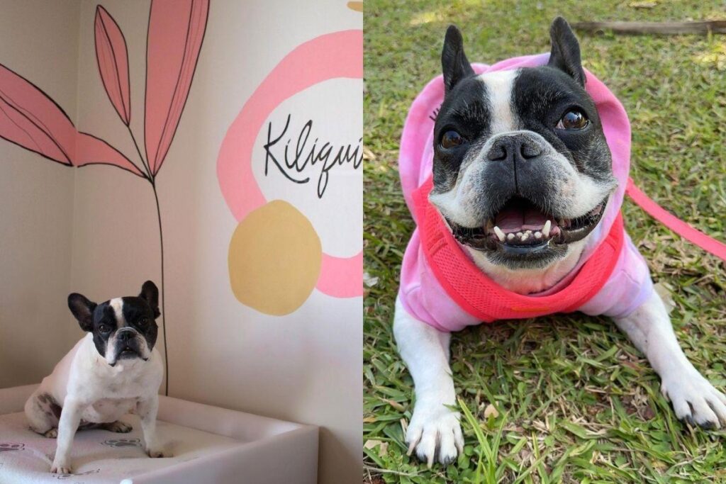 Kiliquinha faz parte da família de Karine e Mário. Agora, o gato Kilikito chegou para fazer parte do time