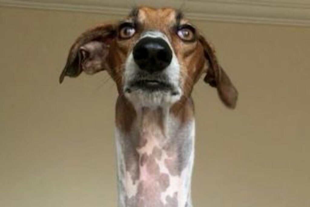 Cachorro com pescoço de girafa é adotado