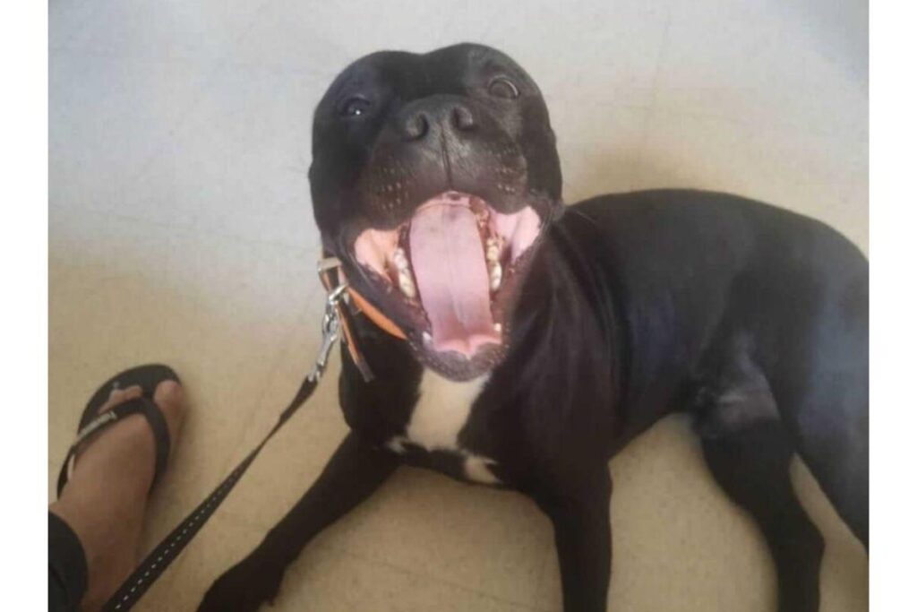 O casal fez cartazes