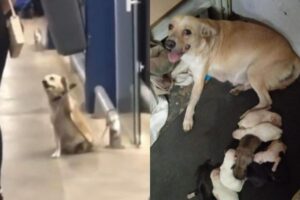 Cachorra dá à luz a 9 filhotes em Catanduva