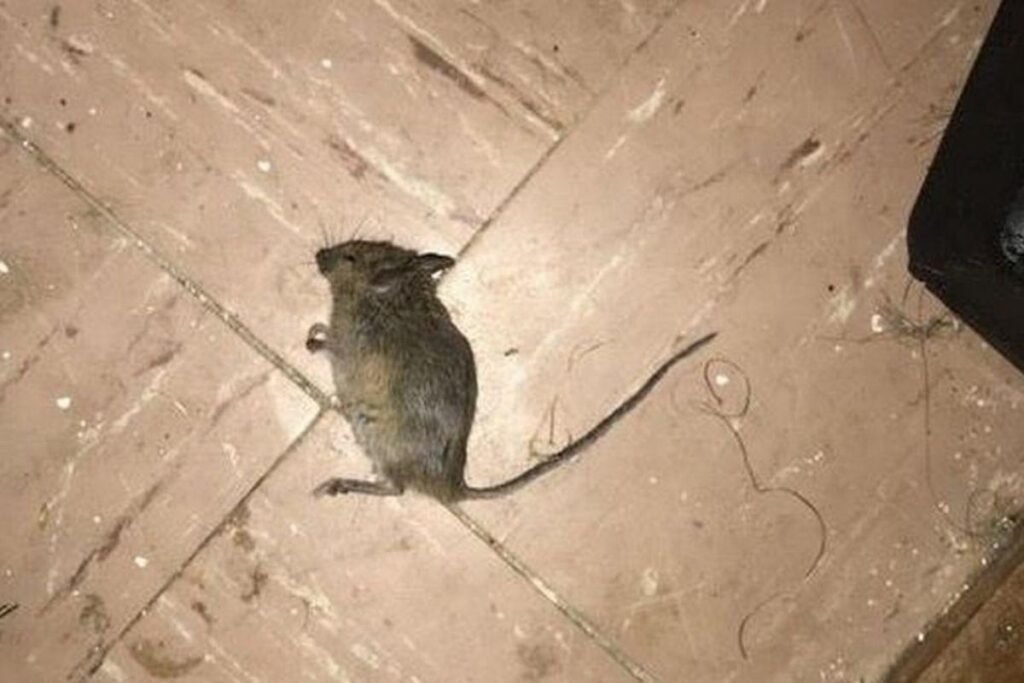 A esquerda a parede antes de retirar o mofo, a direita a parede depois que o mofo foi retirado