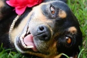 Lilica grávida fazendo o ensaio de gestante