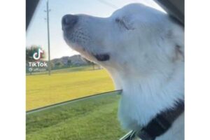 Vídeo mostra cachorro cego percebendo que dono está o levando para o parque