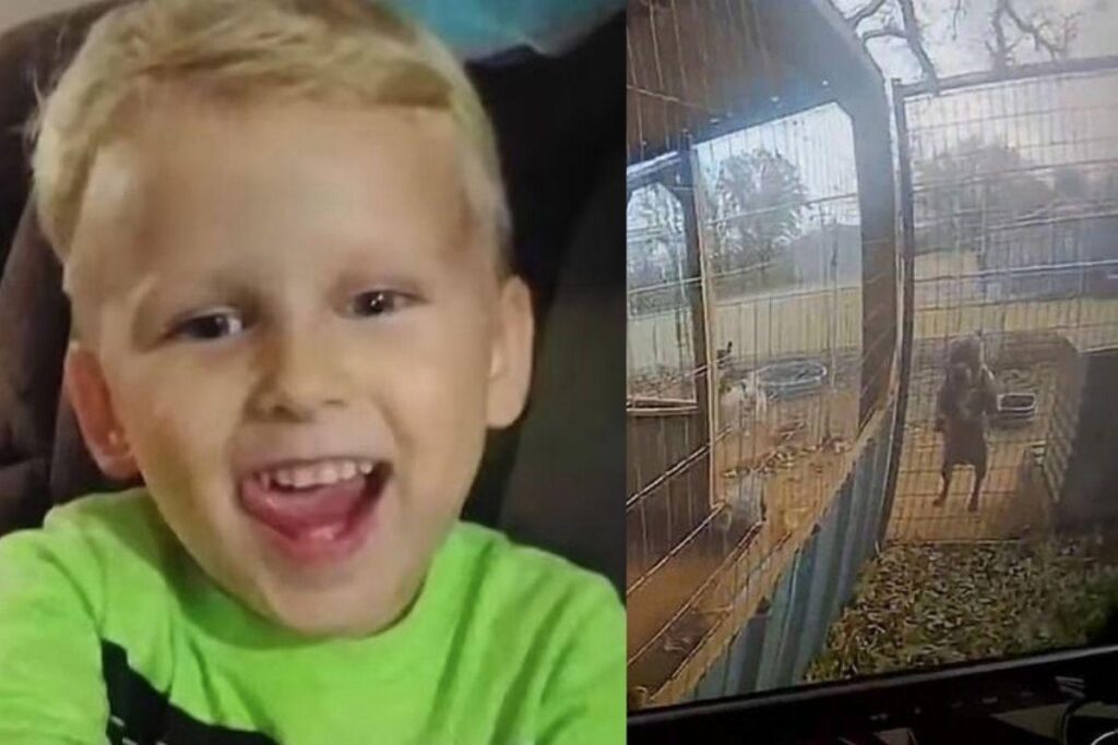 O pitbull ficava preso dentro desse cercado