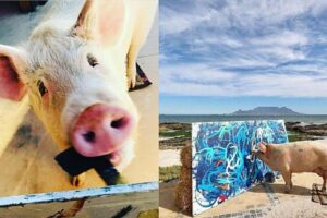Porco faz sucesso com obras de arte nas redes sociais e vende quadro por R$ 130 mil