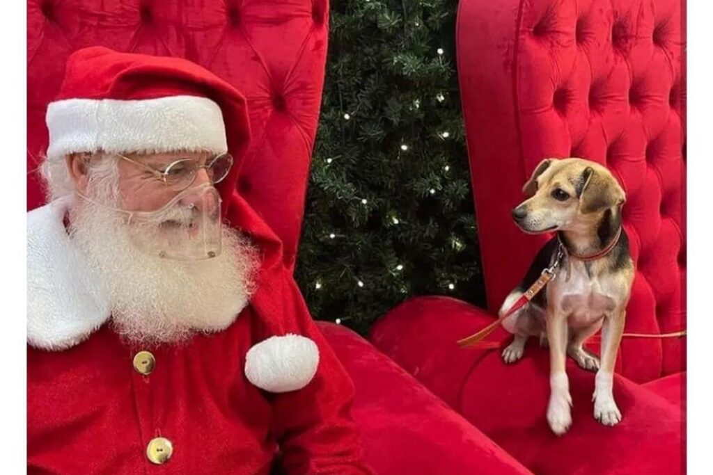 Cachorro pega ônibus sozinho e passeia em shopping de Belo Horizonte