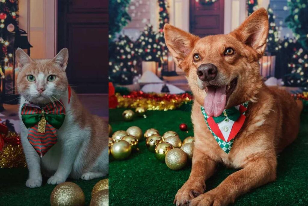 Um ensaio fotográfico com os animais foi realizado para incentivar a adoção