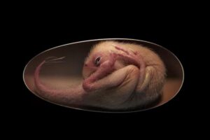 A descoberta aproximou ainda mais as aves dos dinossauros