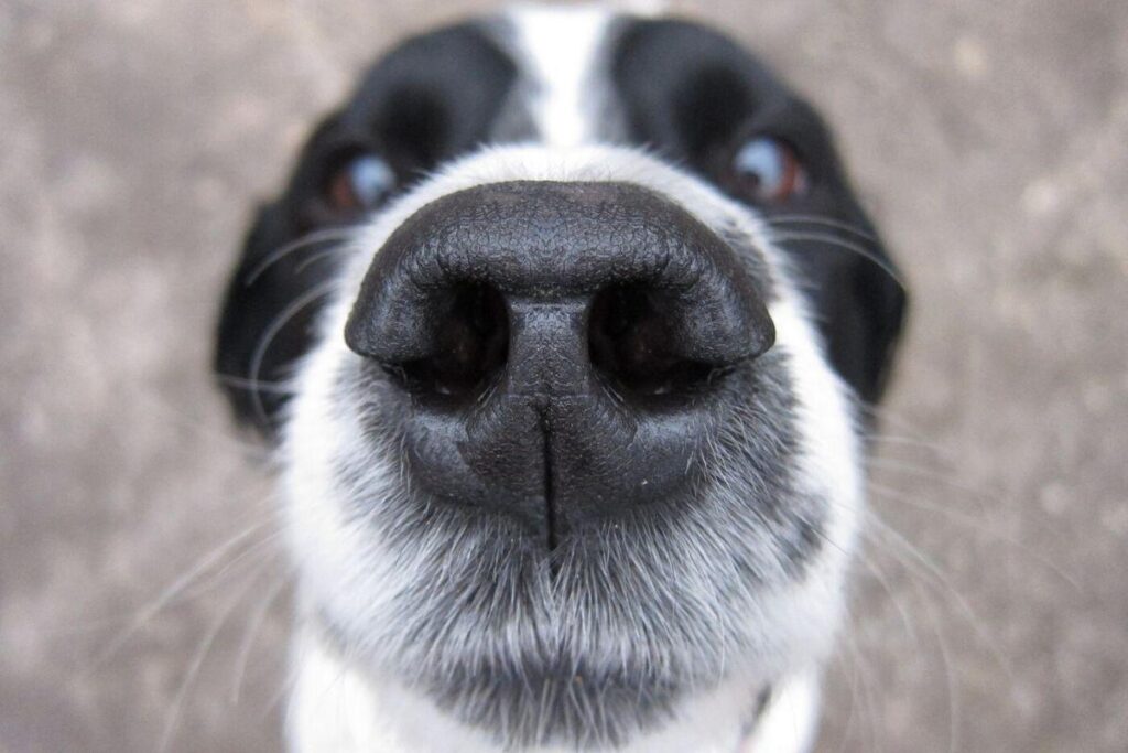 Cachorra é levada por bandidos durante assalto em casa de família