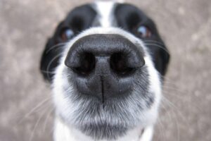 Cachorra é levada por bandidos durante assalto em casa de família