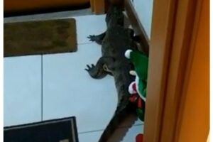 Homem sai para passear com cachorro e encontra jacaré na porta do apartamento
