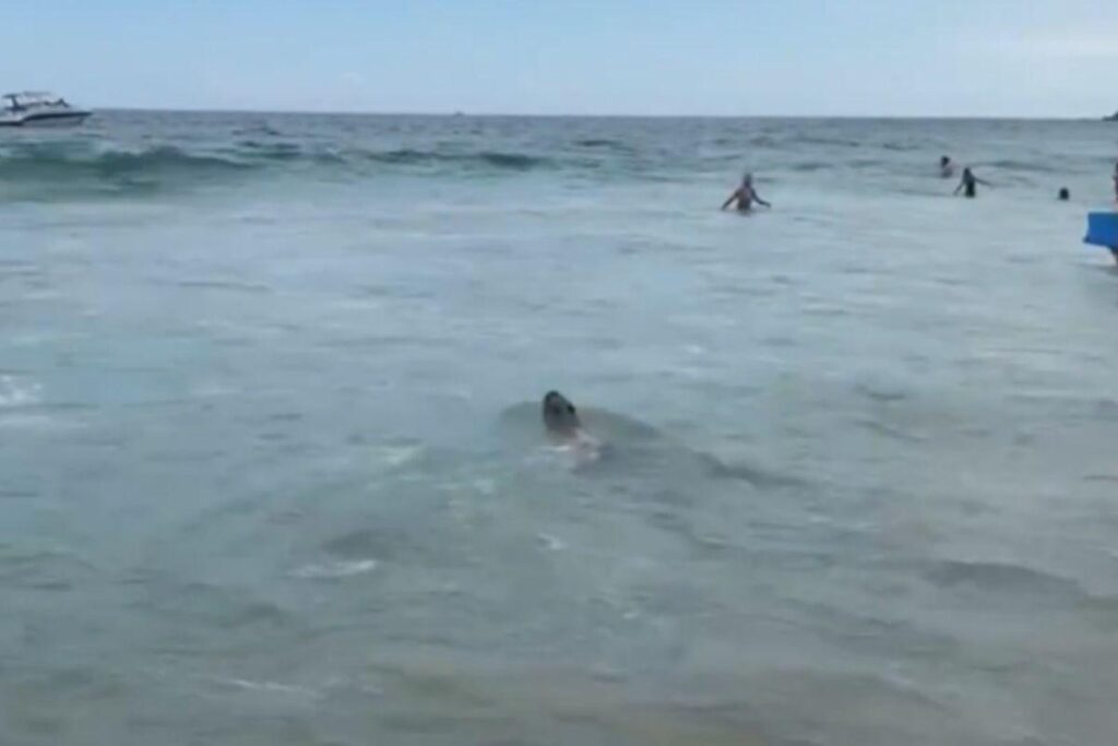 Capivara é flagrada em praia do Rio