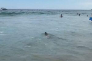 Capivara é flagrada em praia do Rio