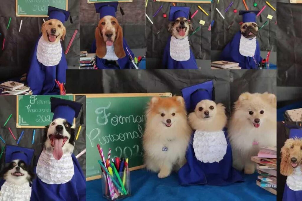 Os cachorros receberam boletins no ensaio fotográfico