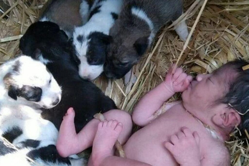 O bebê foi encontrado ao lado dos filhotes