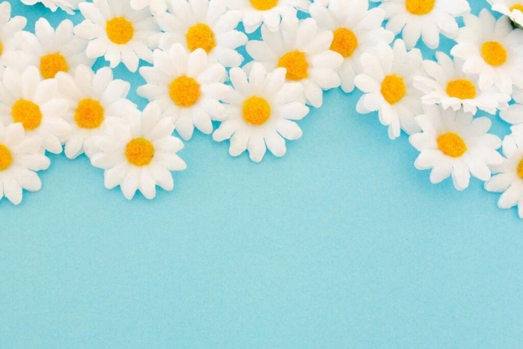 A camomila pode ajudar seu filho a ter um sono tranquilo