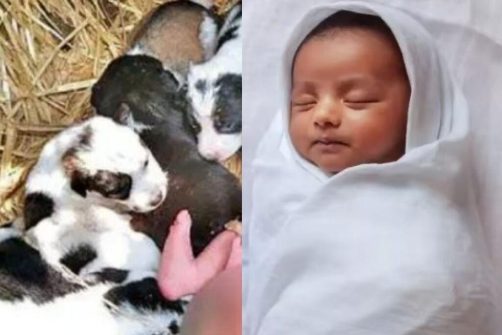 Bebê é salvo por cachorros na Índia