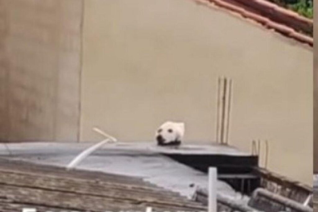 Cachorro ou gato? Animal em cima de telhado prega peça em internauta e viraliza