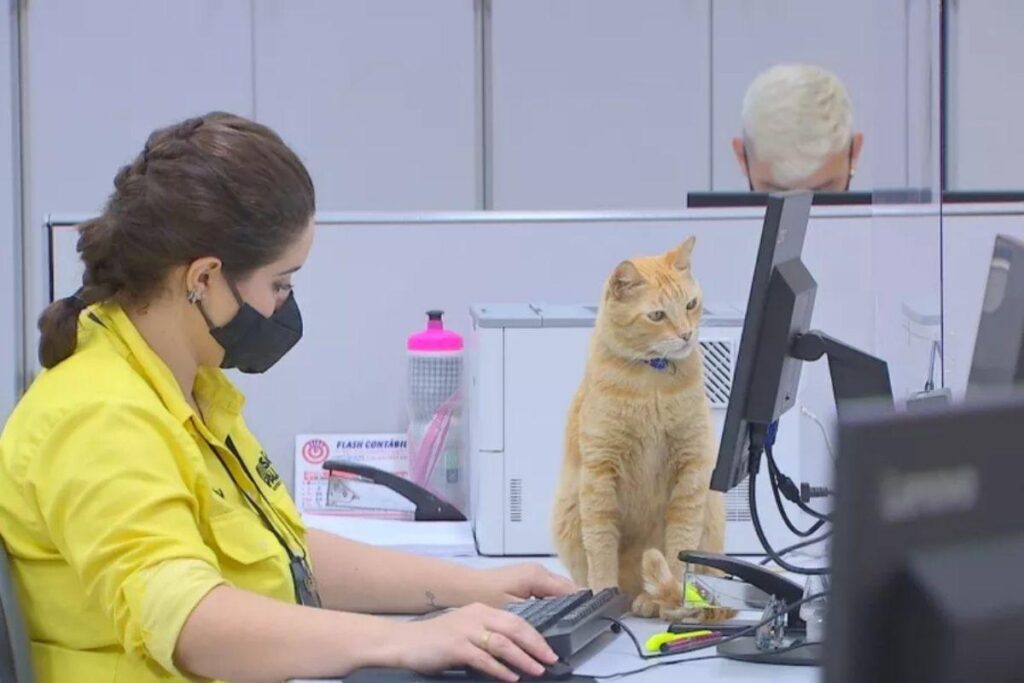 Gato se torna funcionário do Poupatempo
