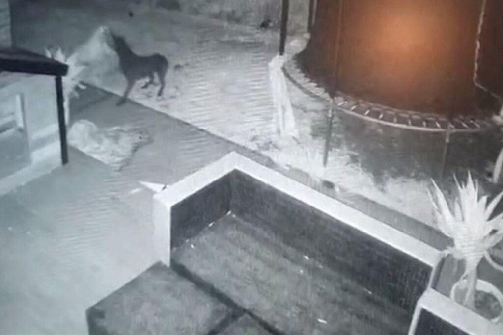 O cachorro estava brincando com outro cachorro branco no quintal