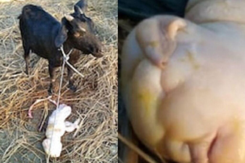 Filhote de cabra nasce com cara de humano