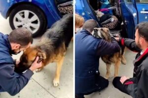 Família reencontra um cachorro que estava há 7 anos perdido