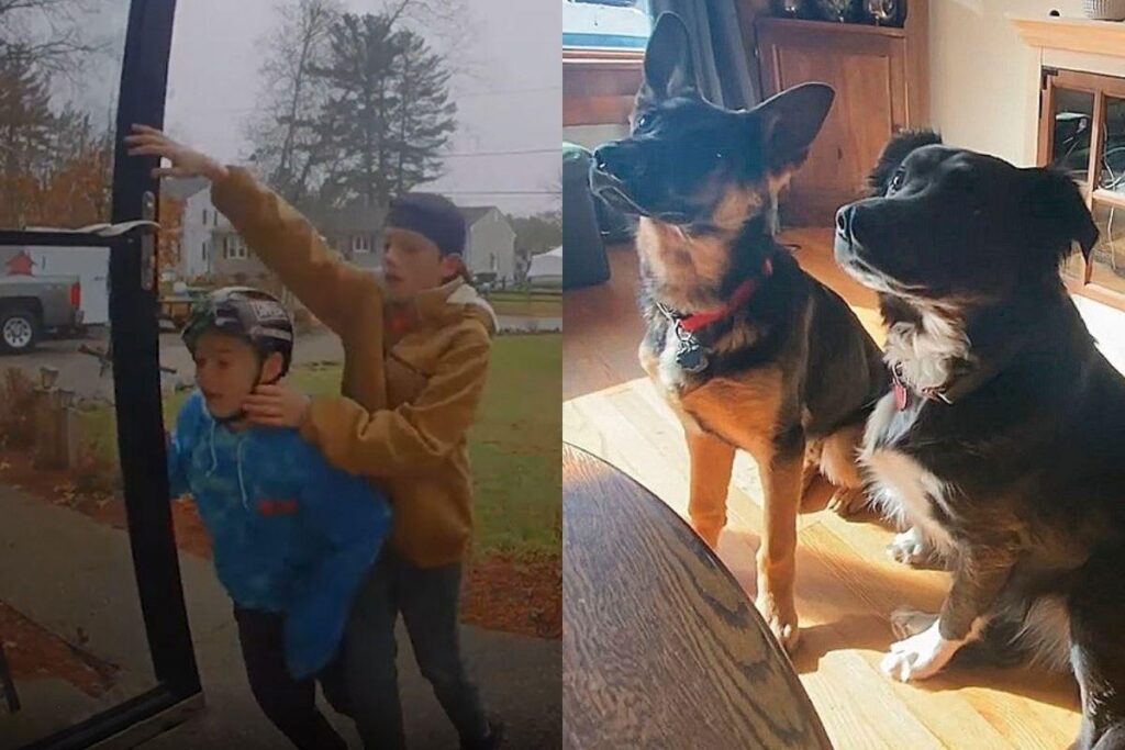 os cachorros foram salvos graças as crianças