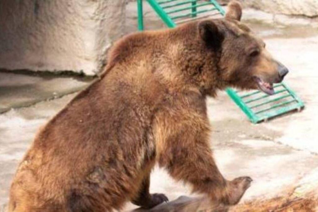 Mãe arremessa criança em jaula de urso