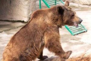 Mãe arremessa criança em jaula de urso